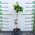 Hortenzia metlinatá (Hydrangea paniculata) ´GROUNDBREAKER® BLUSH´ by LIVING CREATIONS®´ - výška 60-70 cm, kont. C3L - NA KMIENKU